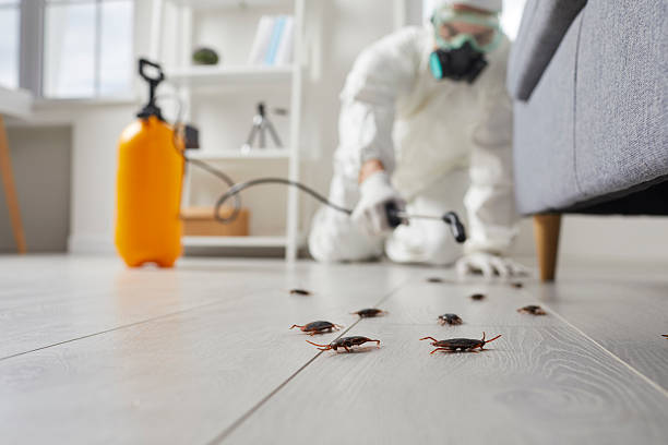 Affordable Termite Control solutions in Silver Spring, MD